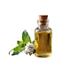 Mentha haplocalyx oil